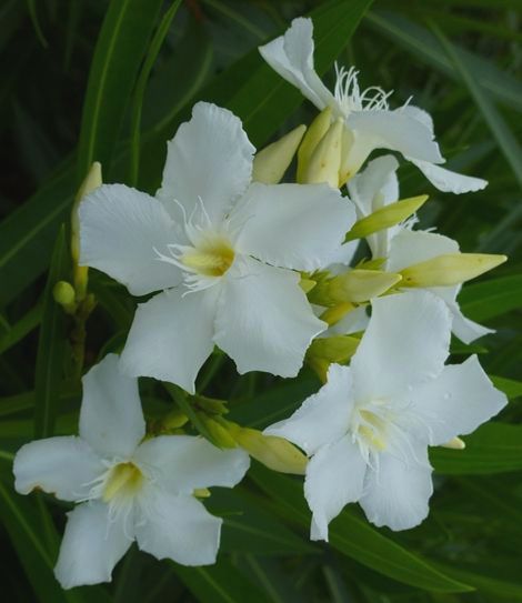 Nerium oleander “Soeur Agnès”